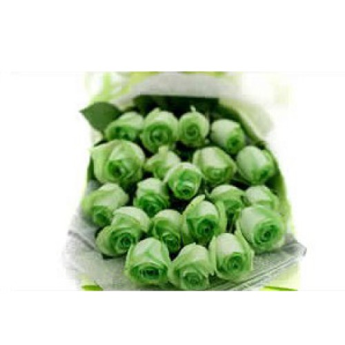 GREEN ROSES